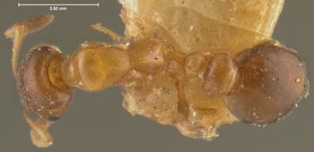 Media type: image; Entomology 20793   Aspect: habitus dorsal view